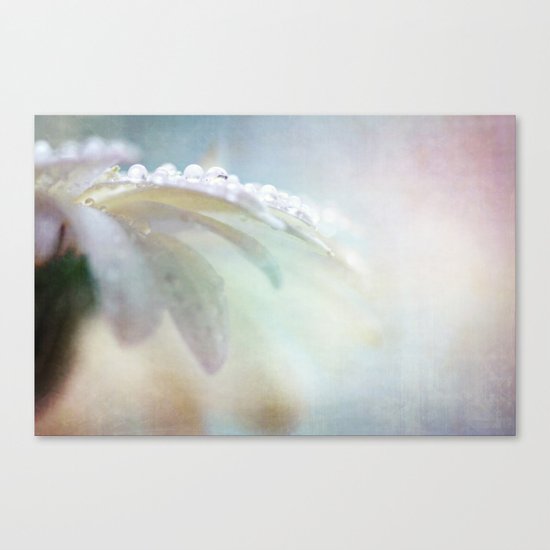 daisy drops Canvas Print