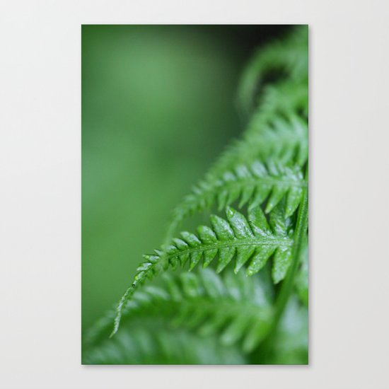 Fern Details Canvas Print