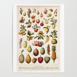 Adolphe Millot - Fruits exotiques - French vintage botanical illustration Poster