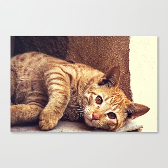 Cat roux Canvas Print