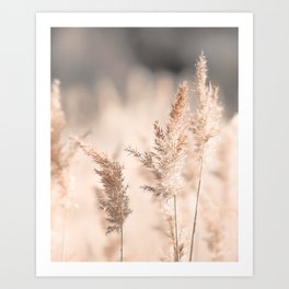 Neutral Tone Pampas Grass, Reed Art Print