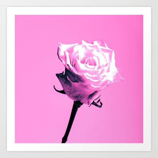 Pink Roses Art Print