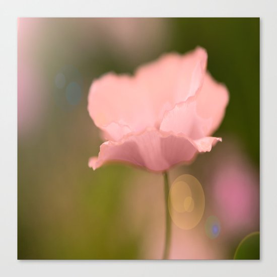 Dreamy Poppy Canvas Print
