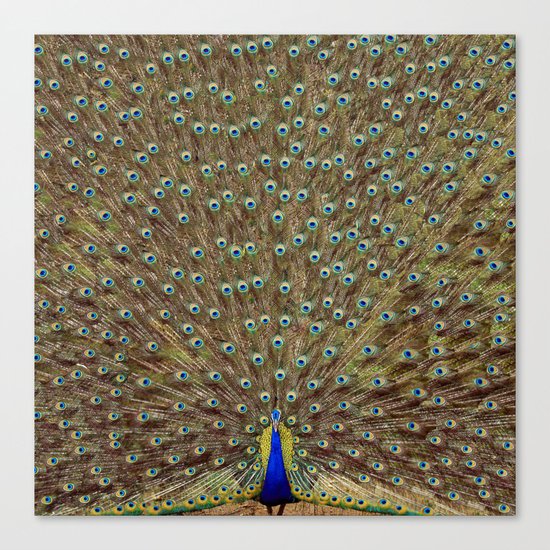 Bird of Paradise Canvas Print