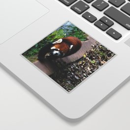 Red Panda in Chengdu Sticker