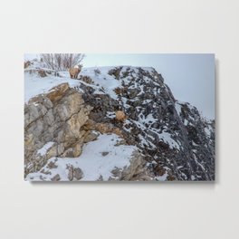 Ewe Metal Print | Mountains, Photo, Canadianphotographer, Landscape, Naturephotography, Landscapephotography, Mothernature, Alberta, Color, Abrahamlake 