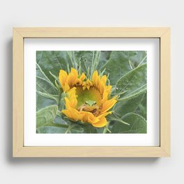 A cute Frog in a Sunflower. Recessed Framed Print