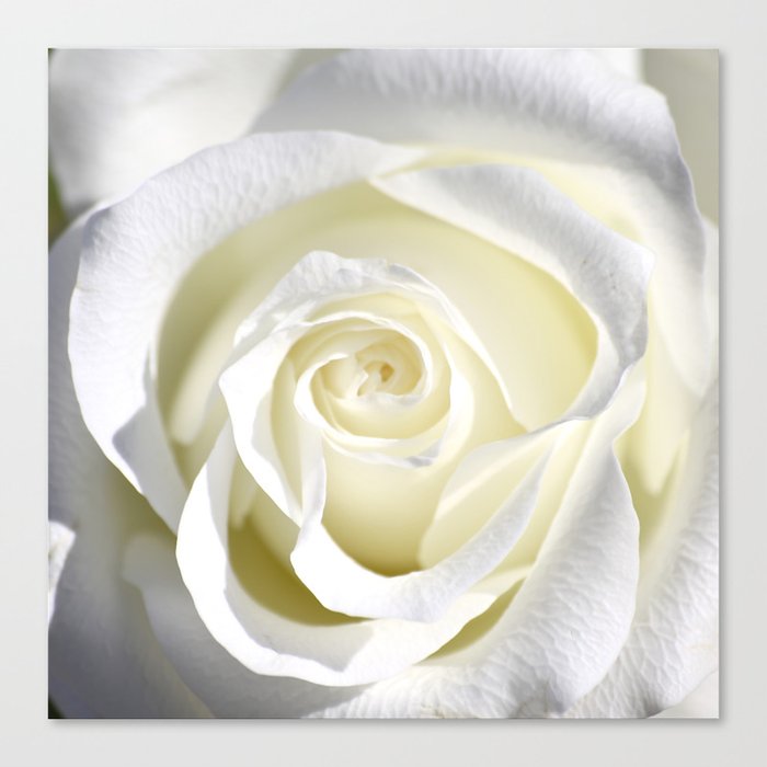 White Rose Close-up #decor #society6 #buyart Canvas Print