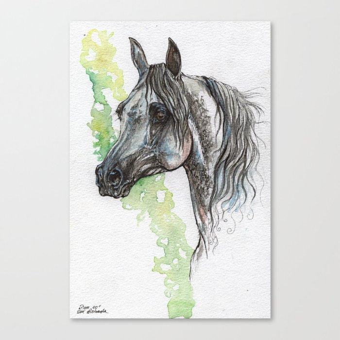Grey Arabian horse Canvas Print