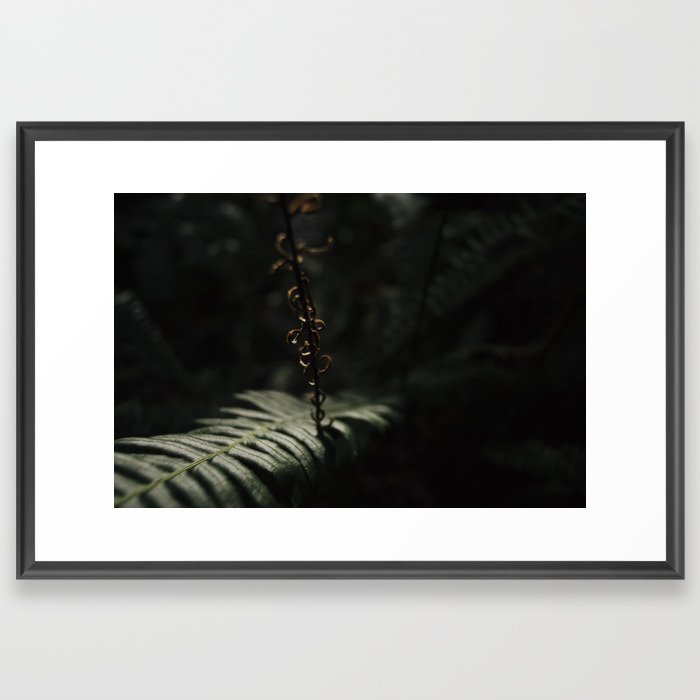 sword fern fertile frond Framed Art Print