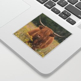 Beautiful Highland Cows Cattle Bos Taurus Sticker