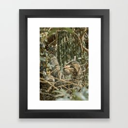 Peruvian Kitten Framed Art Print