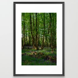 Bluebell Woods 4 Framed Art Print