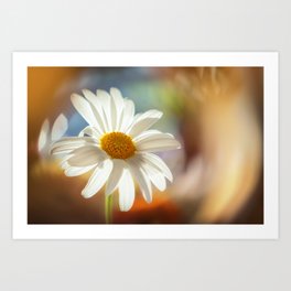 White Gebera in sunset | Macro flower photography | Sunflare and springtime Art Print