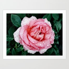 Garden pink rose with raindrops  Art Print