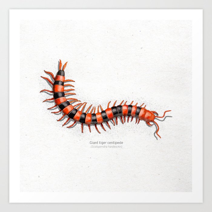 Giant tiger centipede scientific illustration art print Art Print