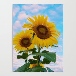 Summer Sunflowers Poster