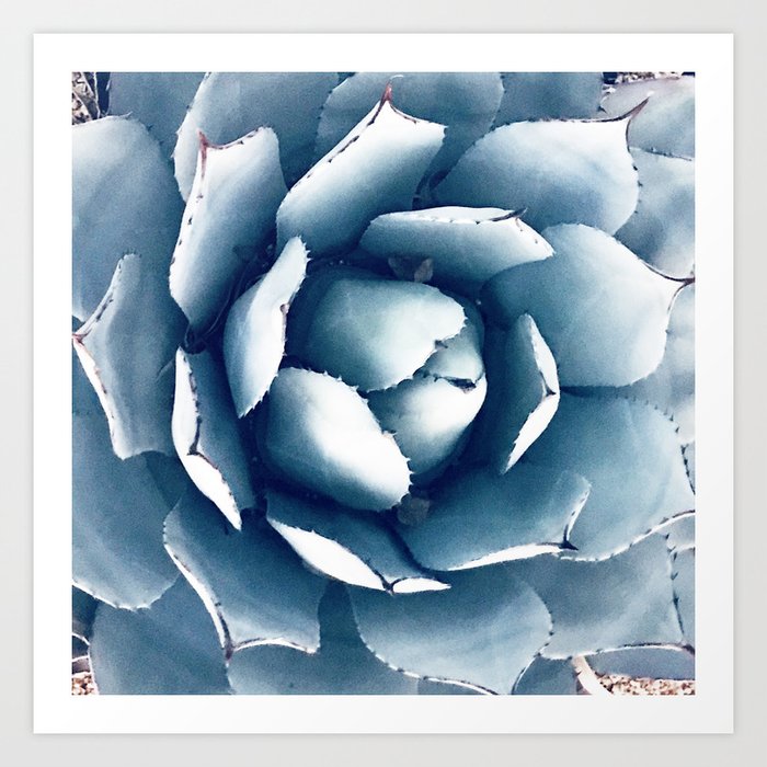 Exotic Pastel Aqua-Blue Silver Rose Succulent Art Print