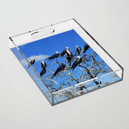 Birds in costa  Acrylic Tray