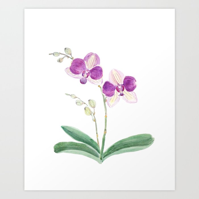purple orchid watercolor Art Print by Color and Color Society6