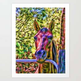 Alert horse at gate in Queensland, Australia Art Print