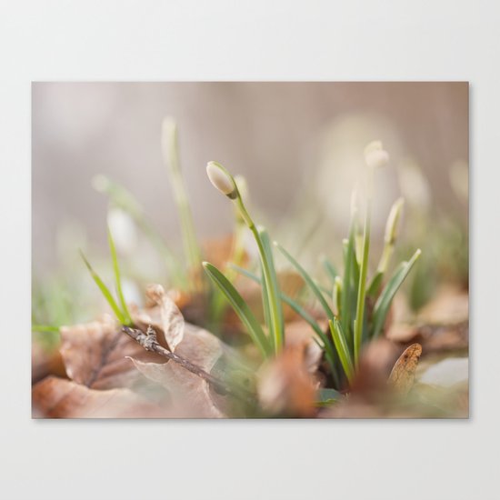 Spring awakening Canvas Print