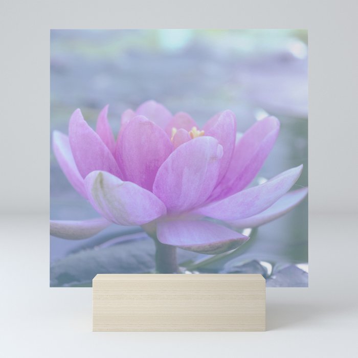 Water lily Mini Art Print