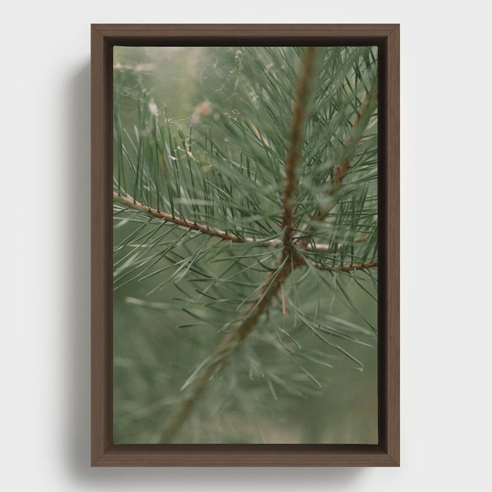 pine tree composition no.1 Framed Canvas