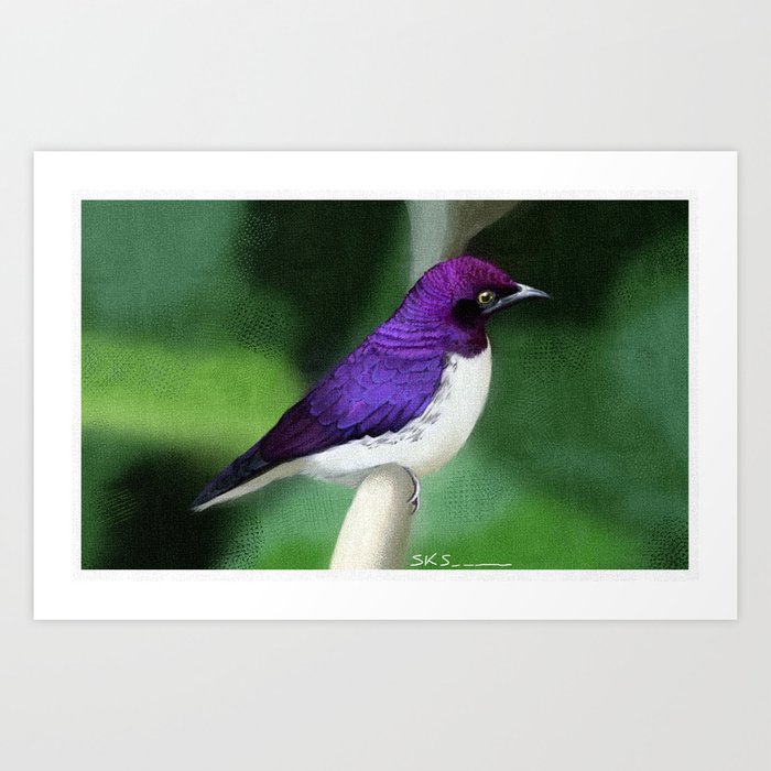 Violet-Backed Starling Art Print by tafari | Society6