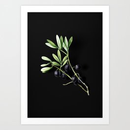 Vintage Olive Tree Branch Botanical Illustration on Black (Portrait) Art Print