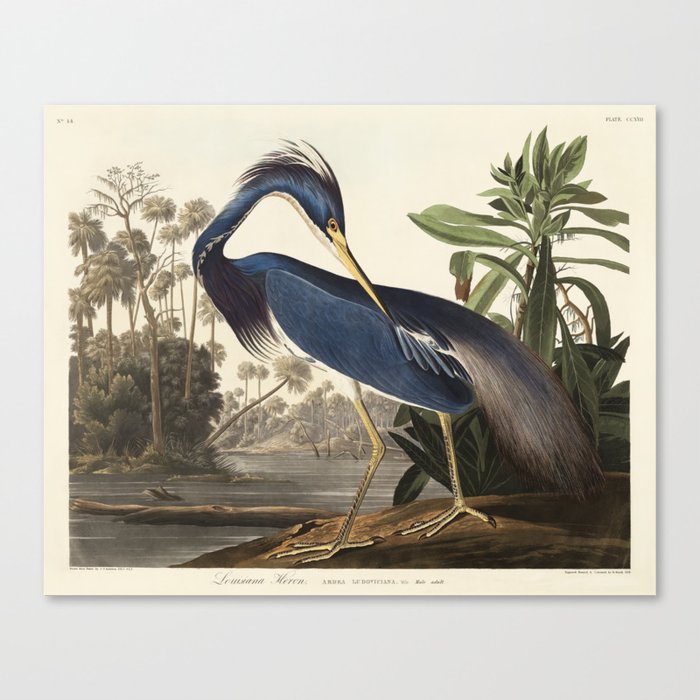 Louisiana Heron from Birds of America (1827) by John James Audubon Canvas Print