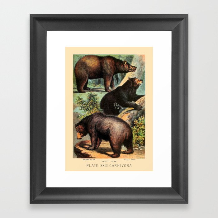 North American Bears Framed Art Print