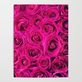 Hot Pink Roses Blooming Poster