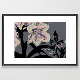 Amaryllis Flower mauve pink lavender gray Framed Art Print