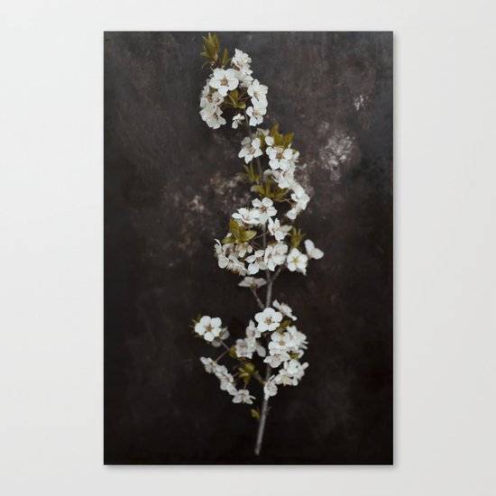 Cherry Blossom on black Canvas Print