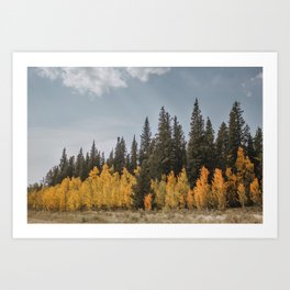 Aspen Trees Art Prints For Any Decor Style Society6
