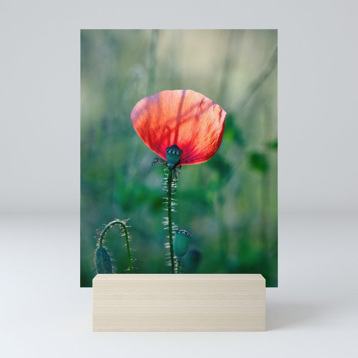 Sunlit Scarlet: Blooming Red Poppy Mini Art Print