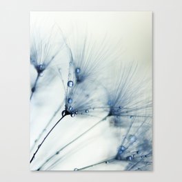Dandelion Blue II - flower photography - nature Canvas Print