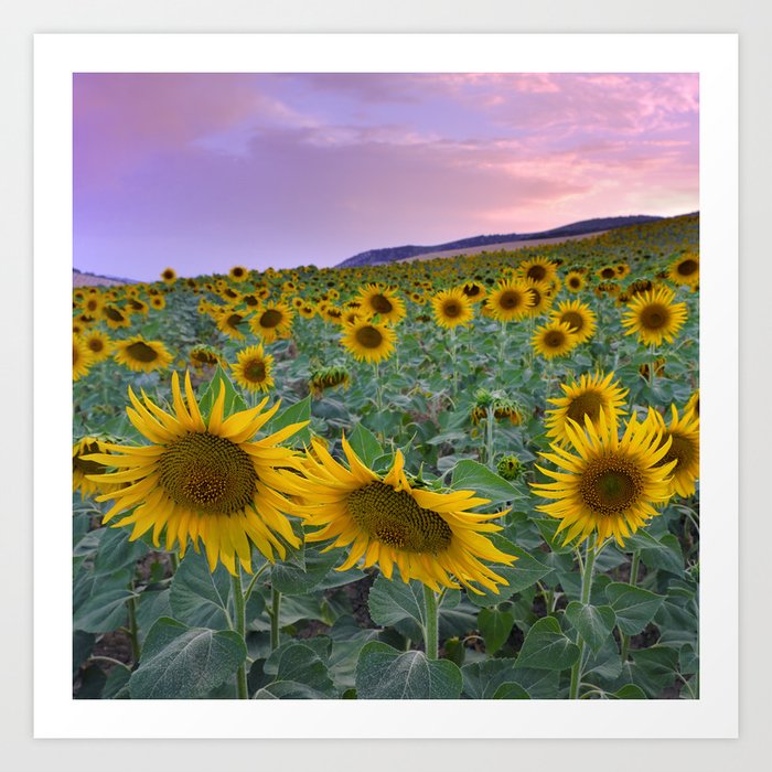 Sunflowers Field Pink Sunrise Art Print By Guidomontanes