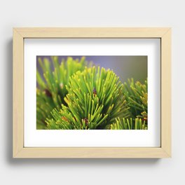 Pine Needles Recessed Framed Print