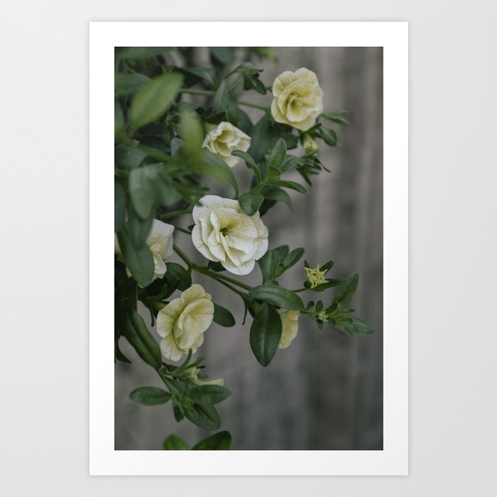 Vintage Pale Yellow Petunias Art Print