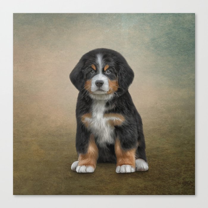 Drawing Puppy Bernese Mountain Dog Canvas Print By Bonidog Society6 9 y/o bernese 🐶 eiger: drawing puppy bernese mountain dog canvas print by bonidog