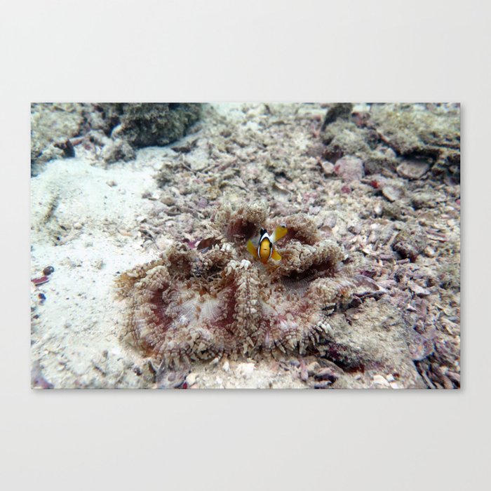 Clownfish Canvas Print