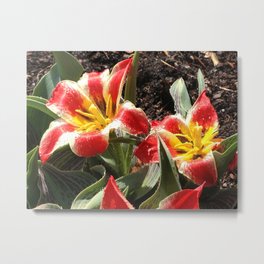 Tulips, Red and Yellow Striped Metal Print