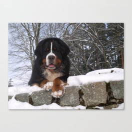Bernese Mountain dog Canvas Print