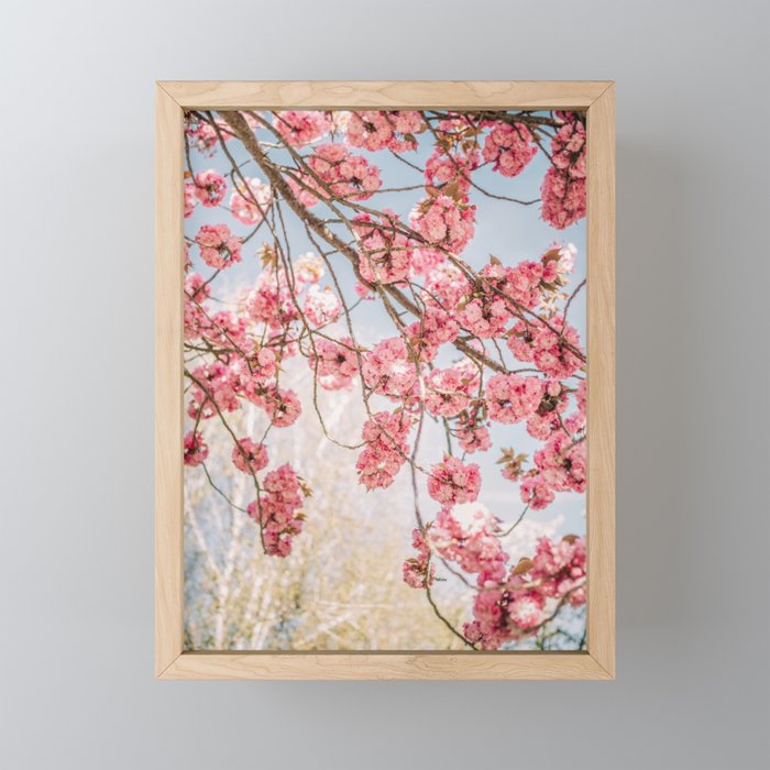 Pink blossom and blue sky Framed Mini Art Print