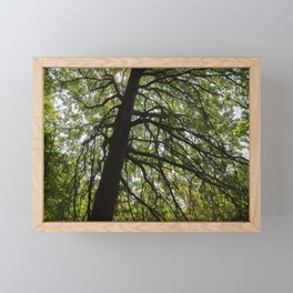 Oak tree on the Alder Trail - Goodyear Heights Metro Park Framed Mini Art Print