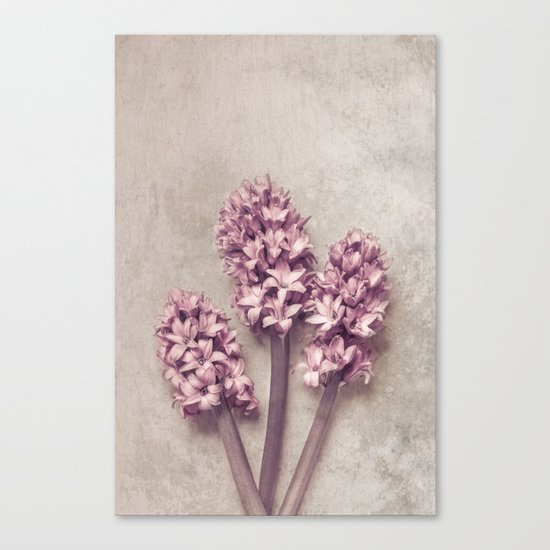 Lovely pink Hyacinths Canvas Print