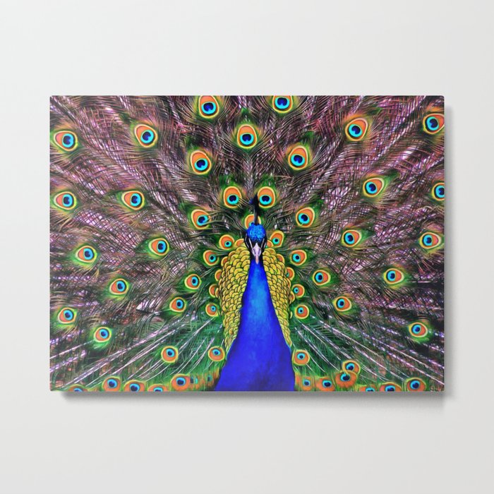 Peacock Metal Print