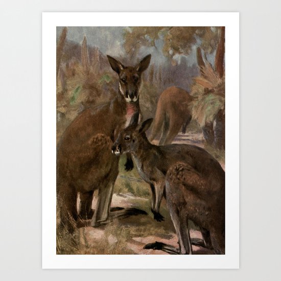 Vintage Kangaroo Painting 1909 Art Print By Bravuramedia Society6